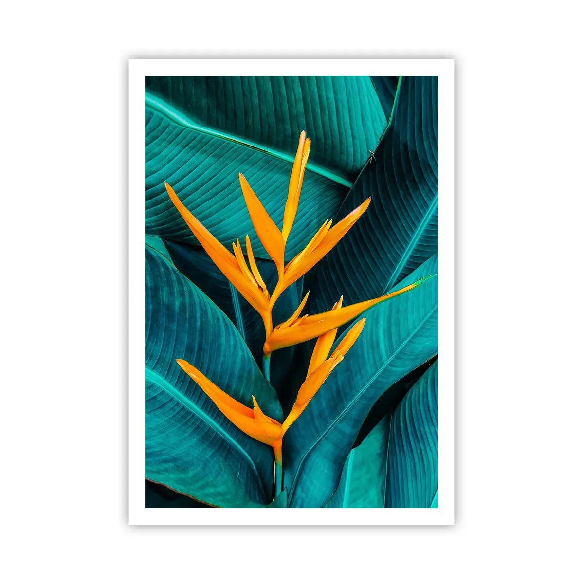 Affiche - Poster - Fleur d'Eden - 70x100 cm