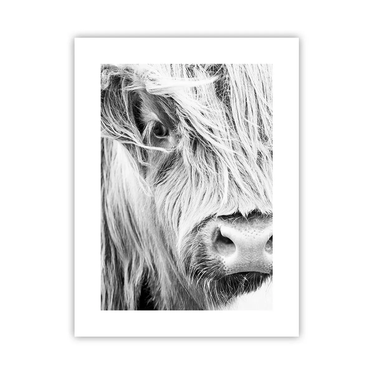 Affiche - Poster - Sauvagerie écossaise - 30x40 cm