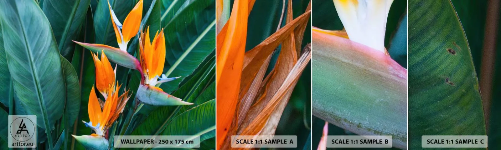 Échantillon de Papier Peint Autocollant Deluxe Sticker - Est-ce une fleur, est-ce un oiseaux? - Strelitzia royale, Fleur, Afrique - 100x30 cm