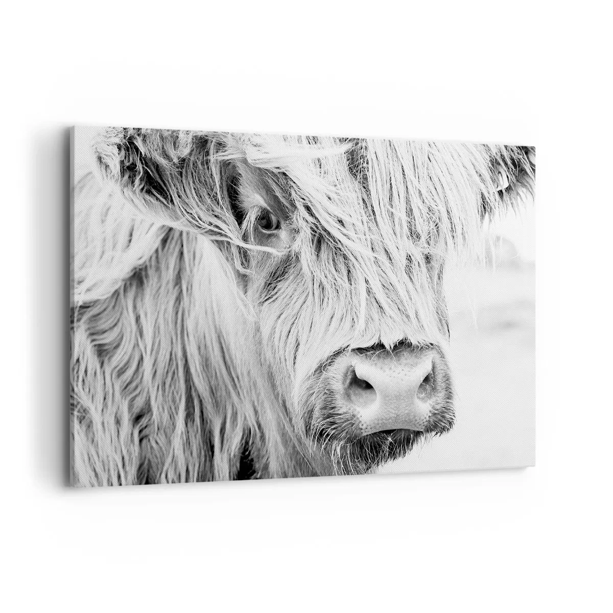Impression sur toile - Image sur toile - Portrait d'une vache écossaise en noir et blanc - 100x70cm - Sauvagerie écossaise - Décoration murale moderne pour le salon et la chambre ARTTOR