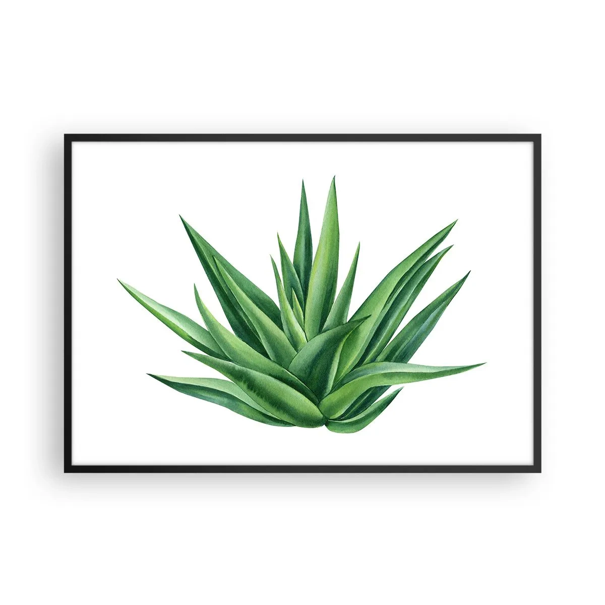 Affiche dans un cadre noir - Poster - Une plante verte juteuse sur fond blanc - 100x70cm - Vert – force – vie - Décoration murale moderne pour le salon et la chambre ARTTOR