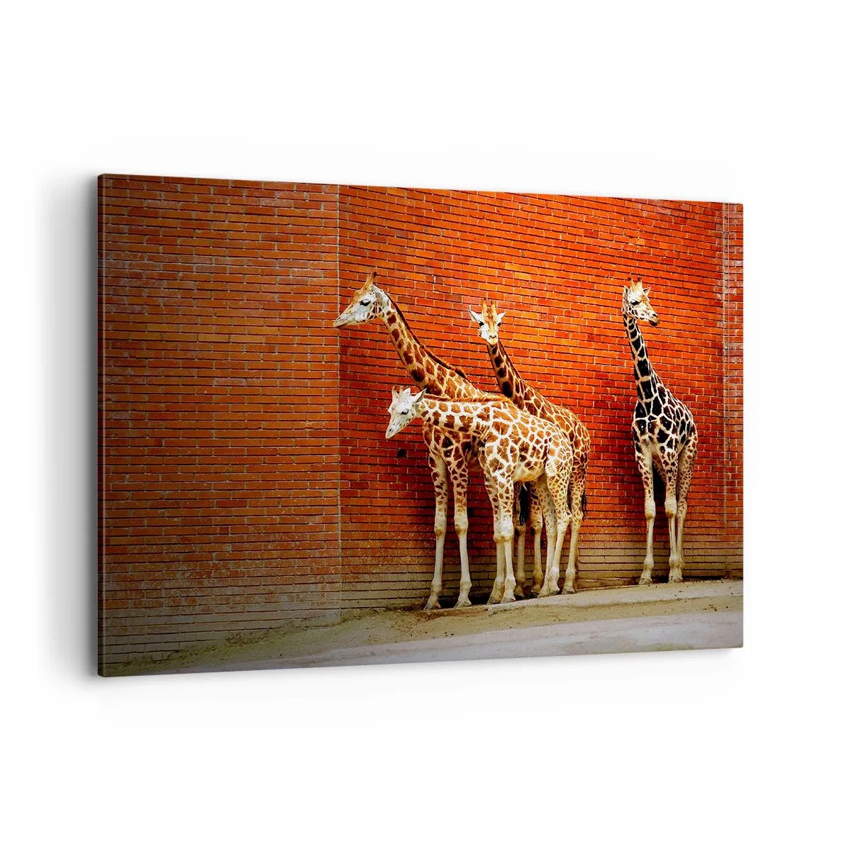 Impression sur toile - Image sur toile - Quatre girafes contre un mur de briques dans un décor artistique - 100x70cm - Voyez-vous des acacias ? - Décoration murale moderne pour le salon et la chambre ARTTOR