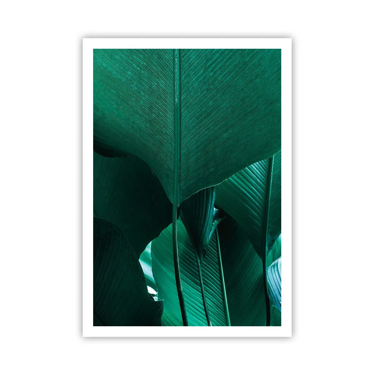 Affiche - Poster - Tourné vers la lumière - 70x100 cm