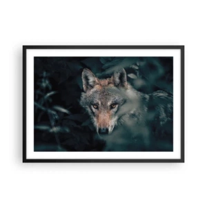 Affiche dans un cadre noir - Poster - Un loup dans son environnement naturel, regardant depuis les profondeurs de la forêt. - 70x50cm - Chasseur - Décoration murale moderne pour le salon et la chambre ARTTOR