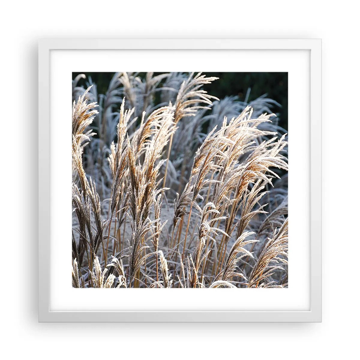 Affiche dans un cadre blanc - Poster - Habillé de givre - 40x40 cm