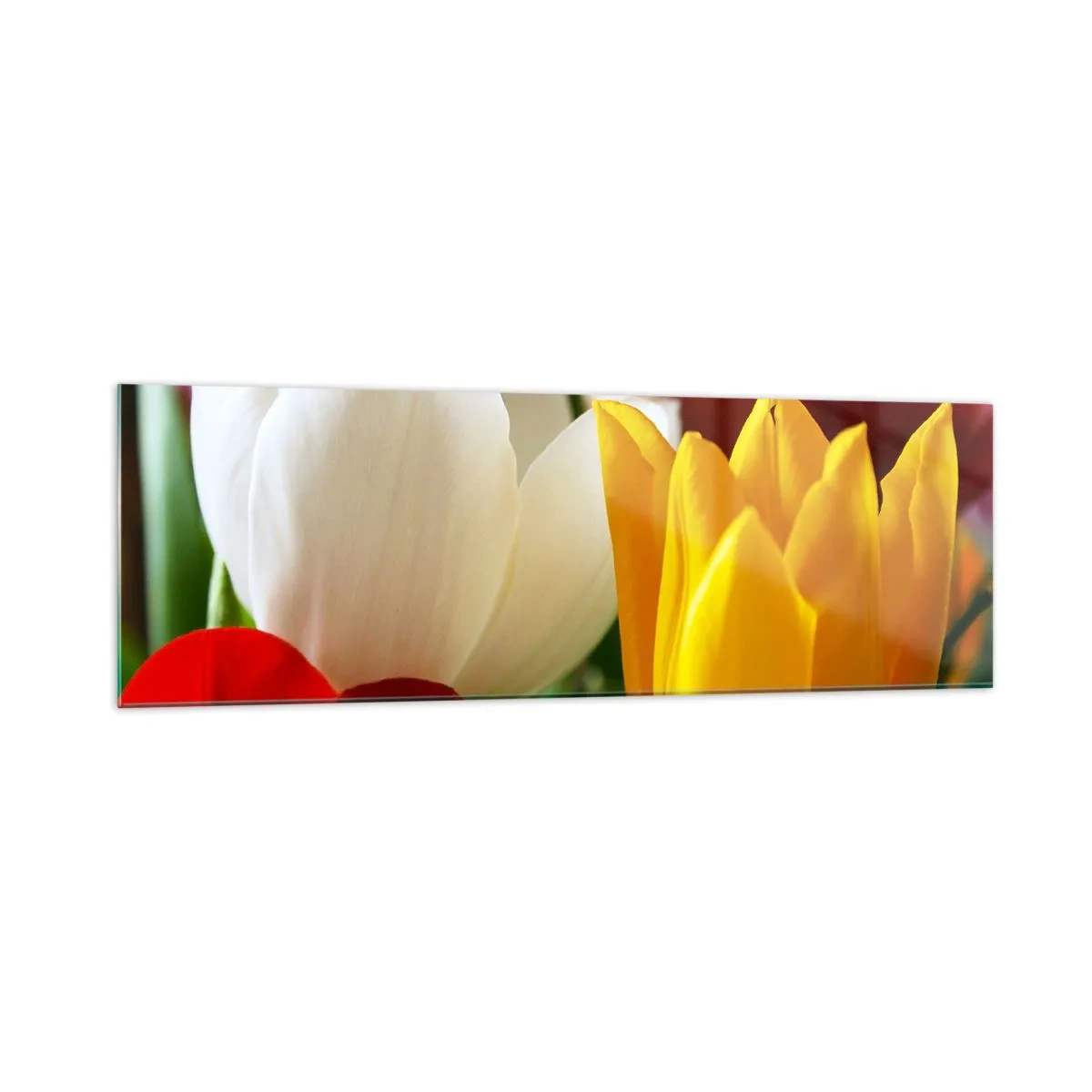 Impression sur verre - Image sur verre - Gros plan de tulipes colorées sur un fond printanier - 160x50cm - La fièvre des tulipes - Décoration murale moderne pour le salon et la chambre ARTTOR