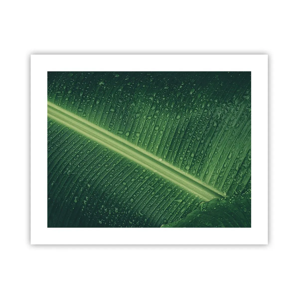 Affiche - Poster - Structure de vert - 50x40 cm