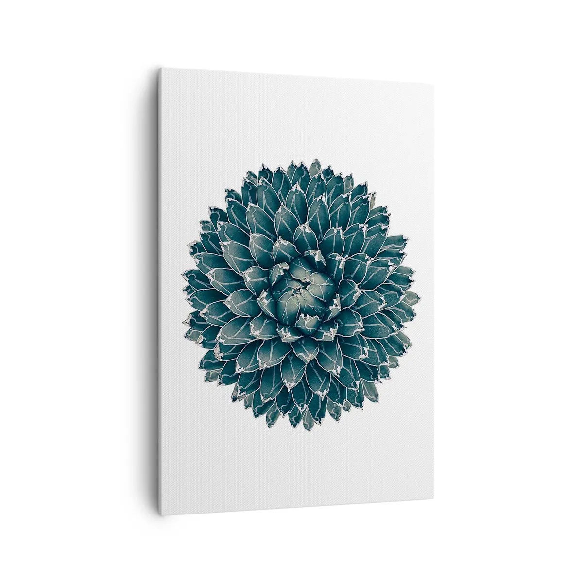 Impression sur toile - Image sur toile - Plante succulente symétrique sur fond blanc - 70x100cm - Étoile du désert - Décoration murale moderne pour le salon et la chambre ARTTOR