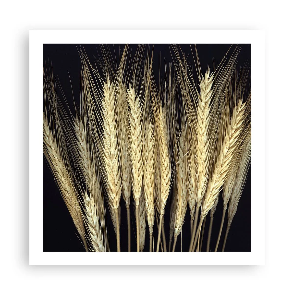 Affiche - Poster - Magie rustique - 60x60 cm