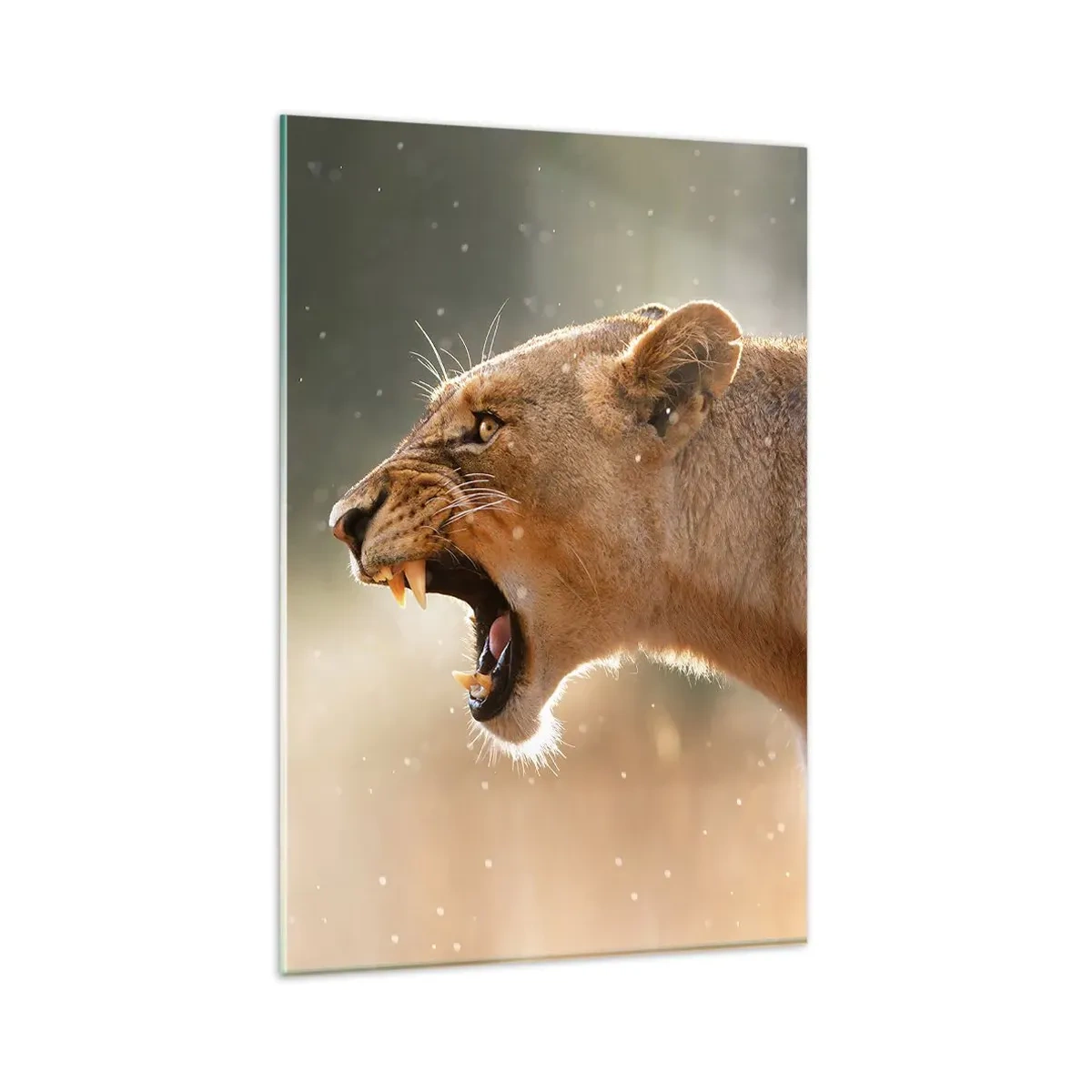 Impression sur verre - Image sur verre - Portrait d'une lionne rugissante à la lumière naturelle - 80x120cm - Essayez  de ne pas écouter - Décoration murale moderne pour le salon et la chambre ARTTOR