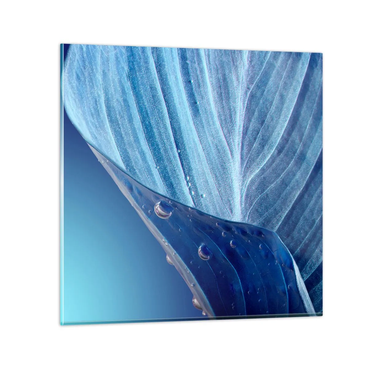 Impression sur verre - Image sur verre - Gouttes cachées du bleu - 70x70 cm