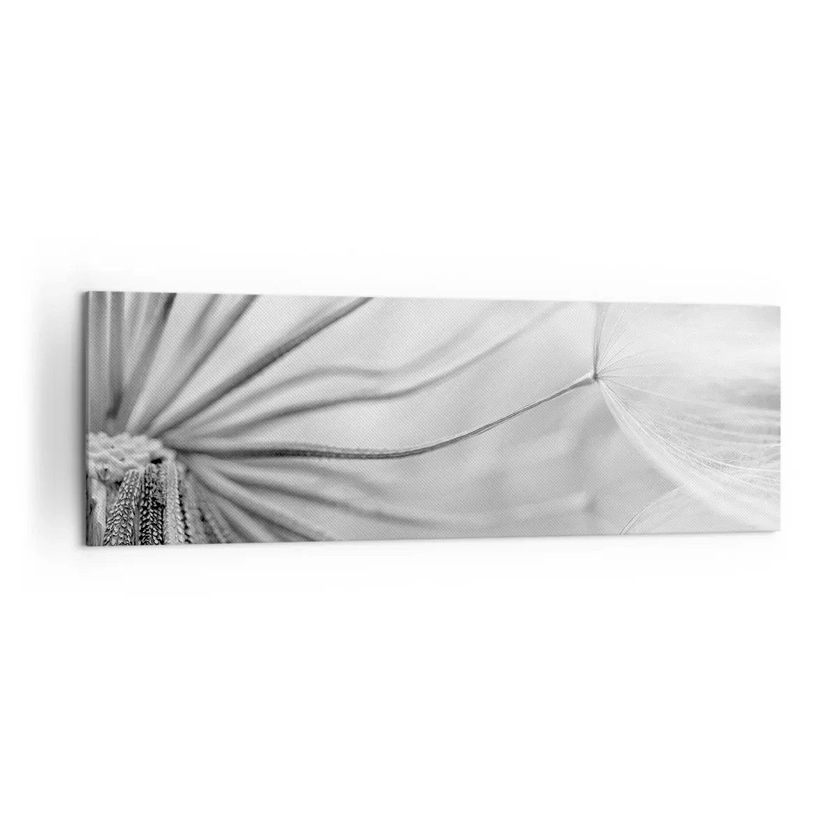 Impression sur toile - Image sur toile - Pissenlits délicats dans des tons noir et blanc - 160x50cm - Aigrette avant son envol - Décoration murale moderne pour le salon et la chambre ARTTOR