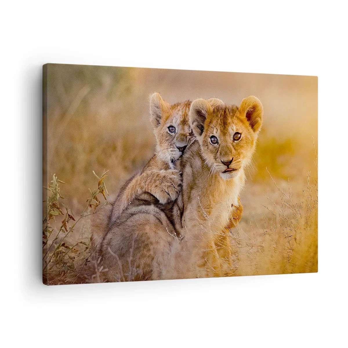 Impression sur toile - Image sur toile - Adorables lionceaux dans leur environnement naturel - 70x50cm - Ne pas déranger! On s'amuse - Décoration murale moderne pour le salon et la chambre ARTTOR