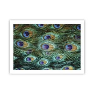 Affiche - Poster - Un regard de paon - 70x50 cm