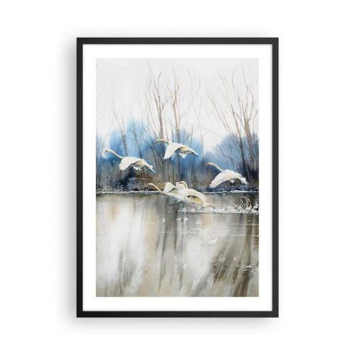 Affiche dans un cadre noir - Poster - Un troupeau de cygnes flottant sur l'eau dans un style pictural - 50x70cm - Comme dans un conte de fées sur les cygnes sauvages - Décoration murale moderne pour le salon et la chambre ARTTOR