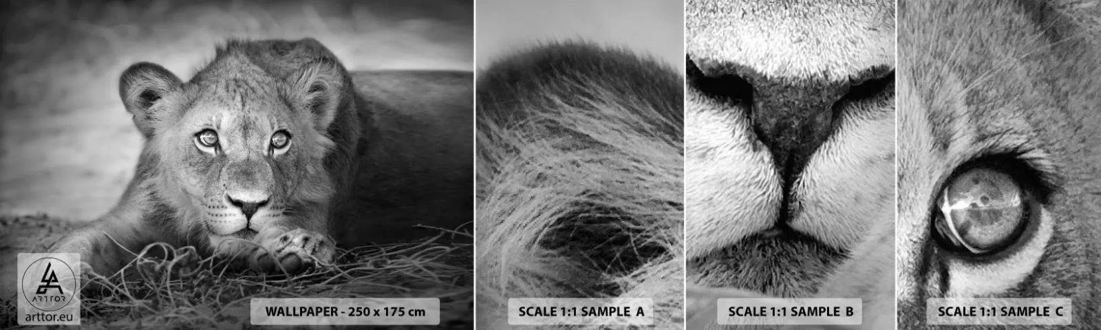Échantillon De Papier Peint Standard Eco - Chiot royal - Animaux, Lion, Noir et blanc - 100x30 cm