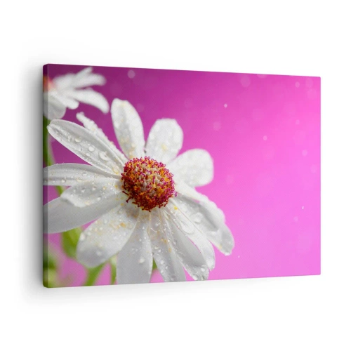 Impression sur toile - Image sur toile - Une marguerite blanche recouverte de gouttes d'eau sur un fond rose - 70x50cm - Modeste dans sa beauté - Décoration murale moderne pour le salon et la chambre ARTTOR