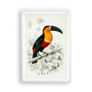 Affiche dans un cadre blanc - Poster - Couleurs des oiseaux - 61x91 cm