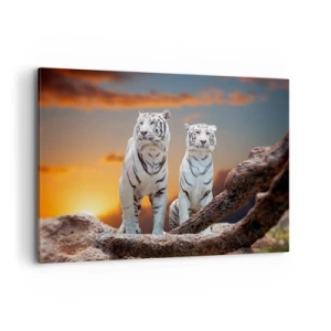 Impression sur toile - Image sur toile - Tigres blancs au soleil couchant sur fond de nature - 100x70cm - Tout comme à Narnia - Décoration murale moderne pour le salon et la chambre ARTTOR