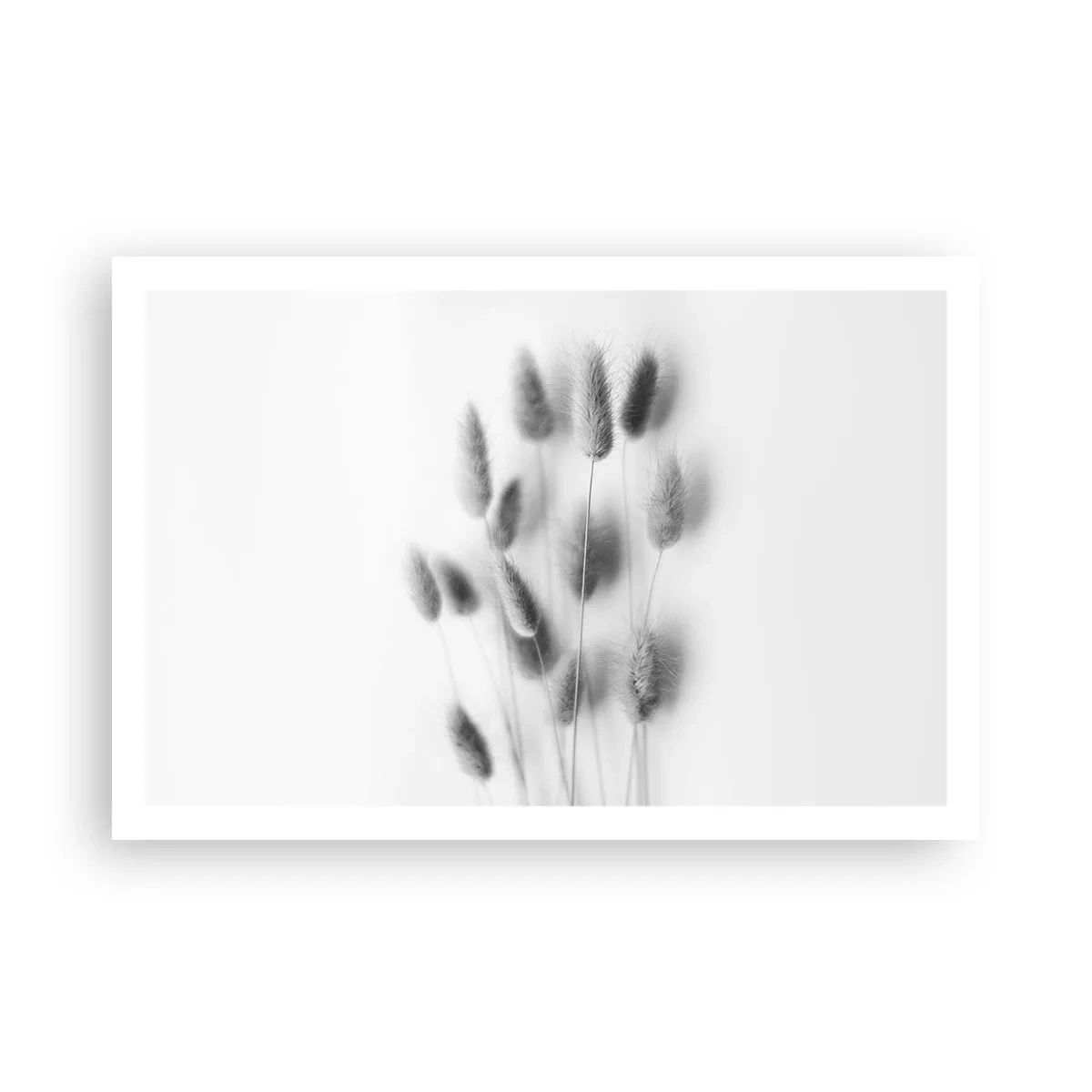 Affiche - Poster - Son herbe duveteuse - 91x61 cm