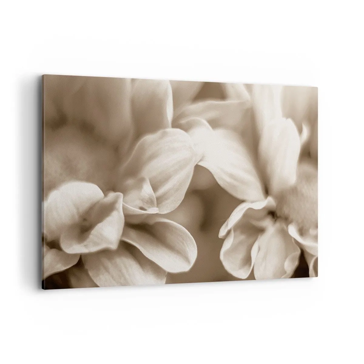 Impression sur toile - Image sur toile - Gros plan de fleurs dans un ton sépia délicat avec des contours doux - 120x80cm - Doux comme un sourire - Décoration murale moderne pour le salon et la chambre ARTTOR