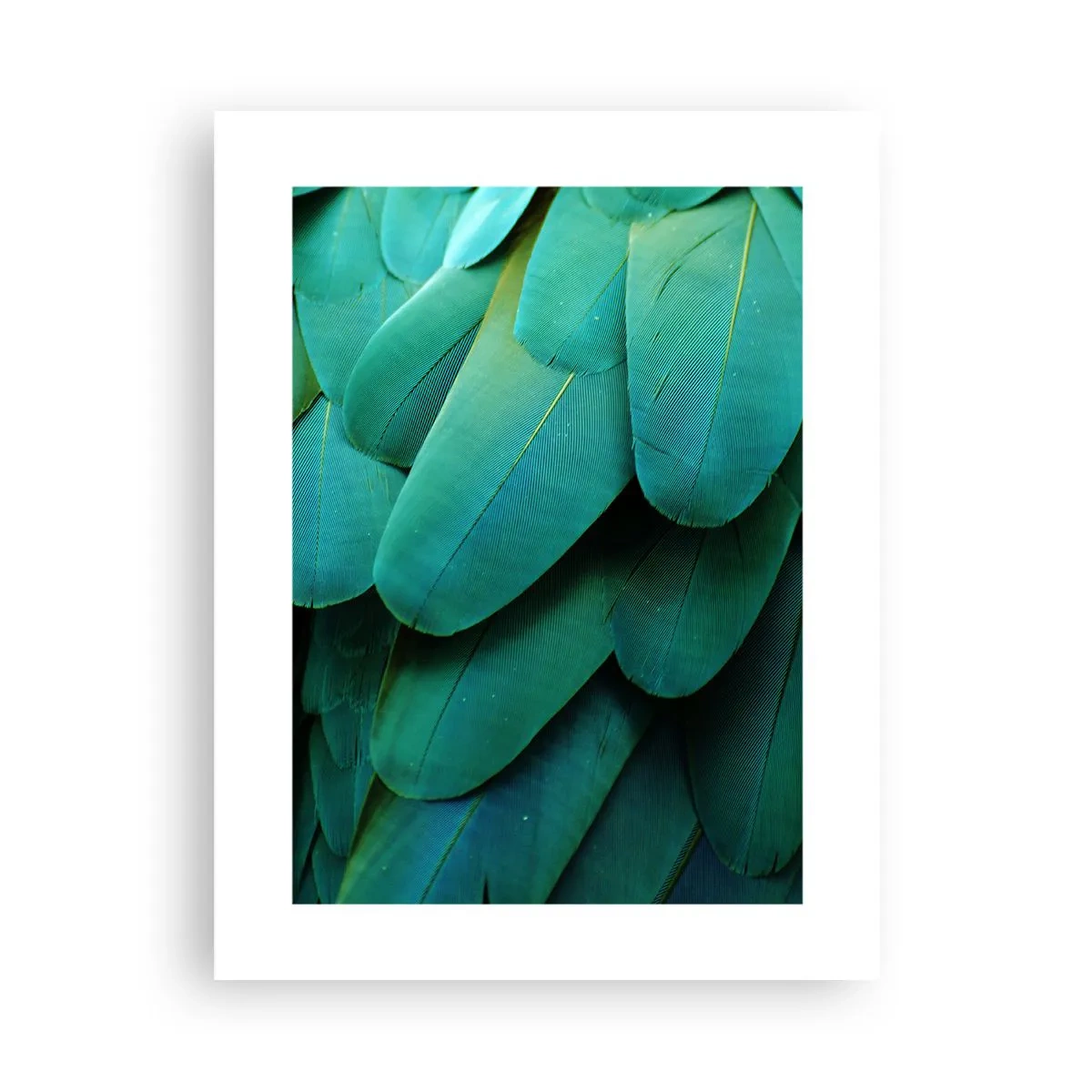 Affiche - Poster - Perfection de la nature du perroquet - 30x40 cm