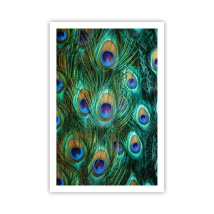 Affiche - Poster - Un regard de paon - 61x91 cm
