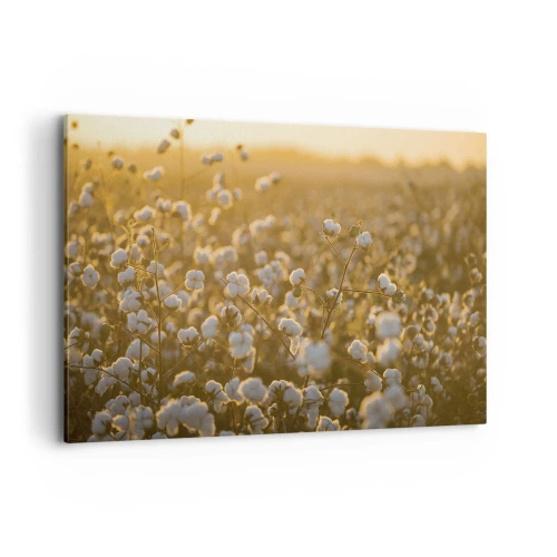 Impression sur toile - Image sur toile - Un champ de coton dans la chaude lumière du soleil couchant - 120x80cm - Champ moelleux - Décoration murale moderne pour le salon et la chambre ARTTOR