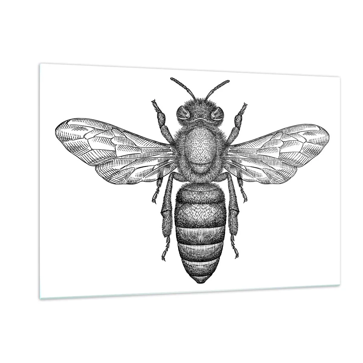 Impression sur verre - Image sur verre - Illustration détaillée d'une abeille rétro sur fond blanc - 120x80cm - Portrait d'insecte - Décoration murale moderne pour le salon et la chambre ARTTOR