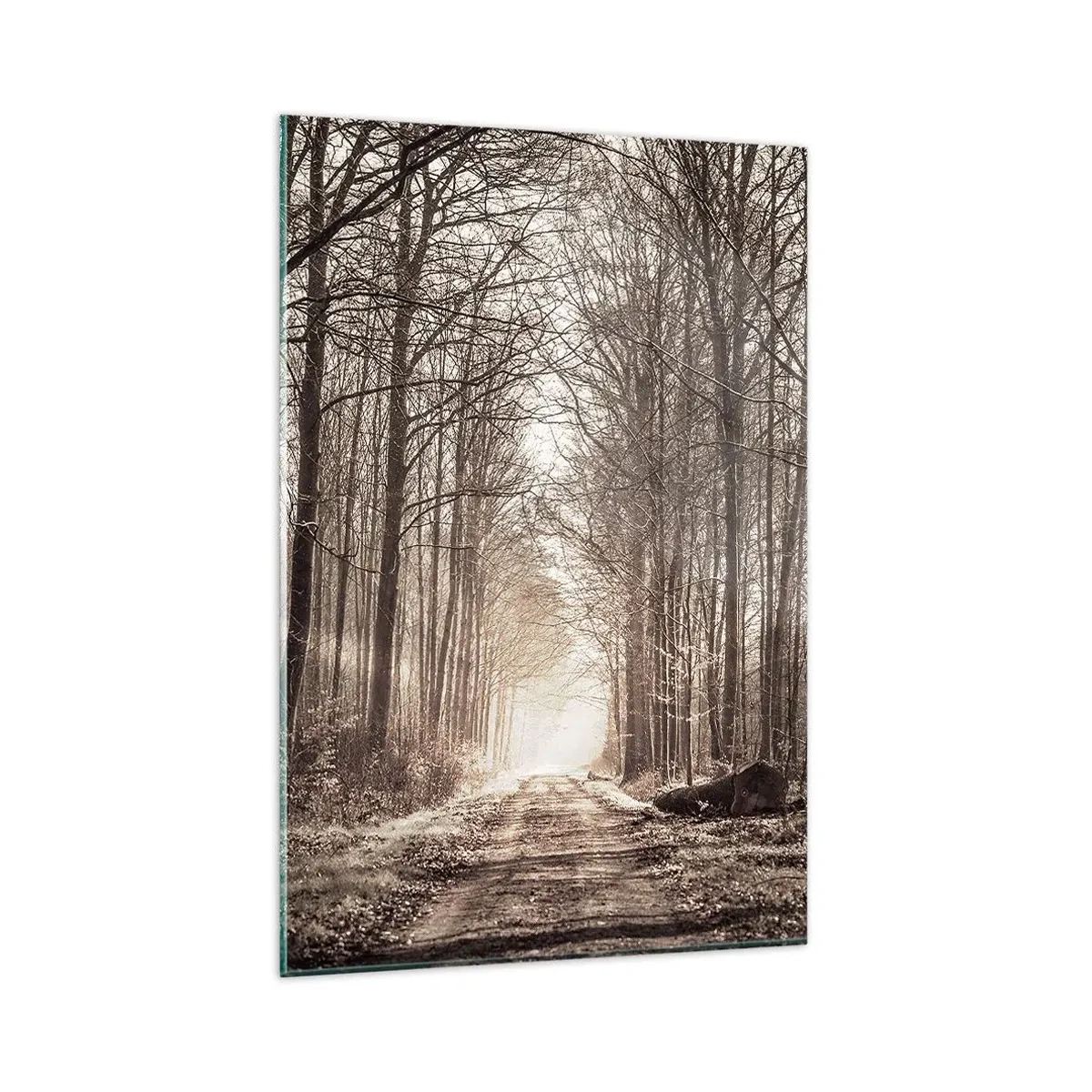 Impression sur verre - Image sur verre - Un chemin forestier parmi des arbres aux tons sépia - 80x120cm - Cathédrale de la forêt - Décoration murale moderne pour le salon et la chambre ARTTOR