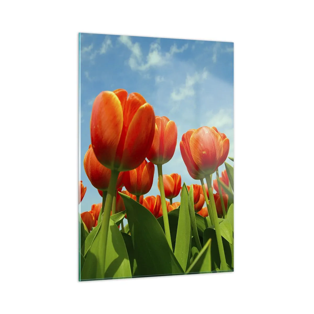 Impression sur verre - Image sur verre - Un champ de tulipes rouges sous un ciel bleu - 50x70cm - A part le ciel bleu, ils n'ont besoin de rien dans leur vie - Décoration murale moderne pour le salon et la chambre ARTTOR