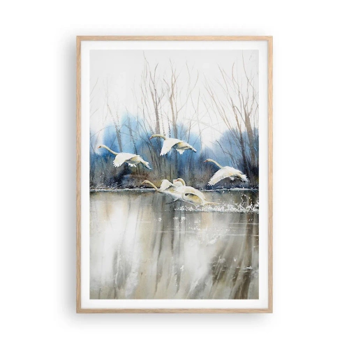 Affiche dans un chêne clair - Poster - Comme dans un conte de fées sur les cygnes sauvages - 70x100 cm