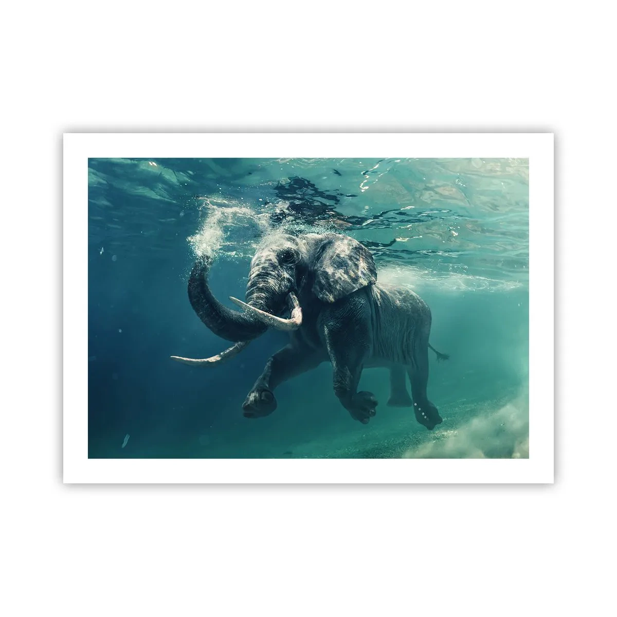 Affiche - Poster - Tout le monde aime nager - 70x50 cm
