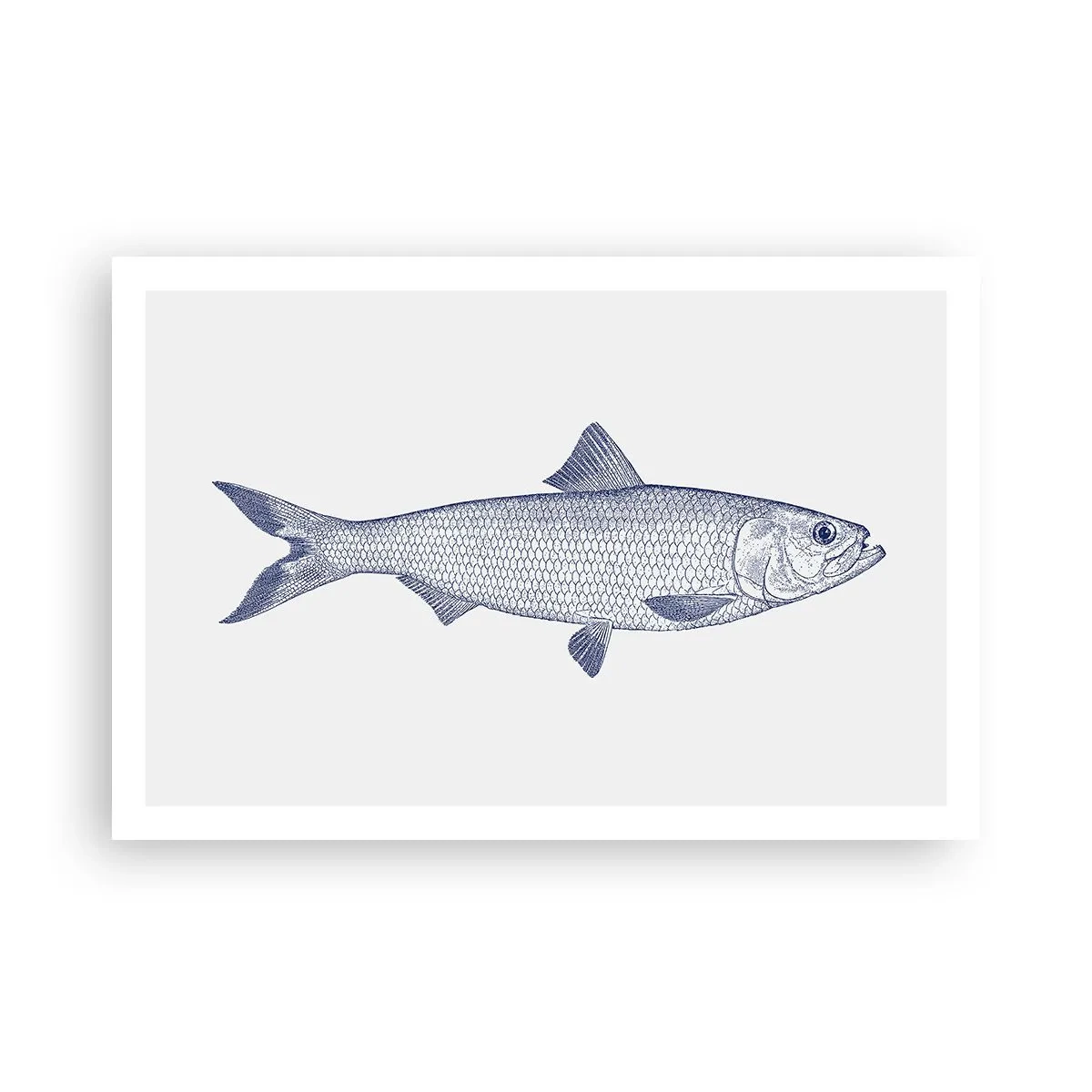 Affiche - Poster - Salutations des mers du nord - 91x61 cm