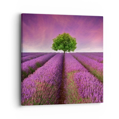 Impression sur toile - Image sur toile - Dans un champs de lavande - 40x40 cm