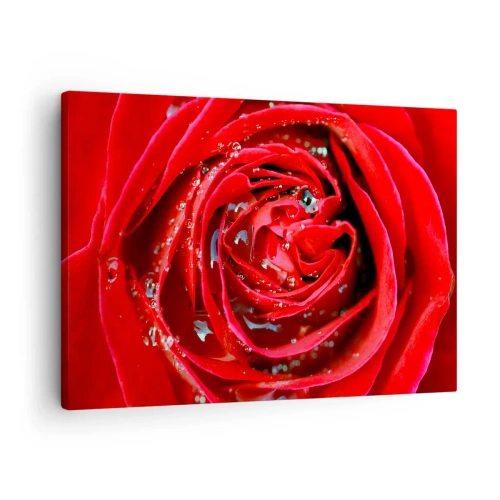 Impression sur toile - Image sur toile - Gros plan d'une rose rouge avec des gouttes d'eau sur les pétales - 70x50cm - Dans les gouttes de rosée - Décoration murale moderne pour le salon et la chambre ARTTOR