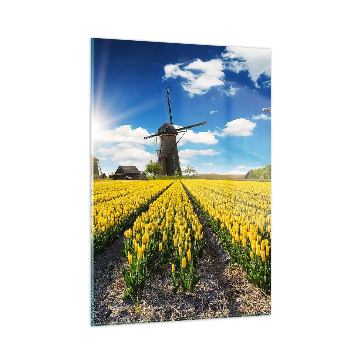 Impression sur verre - Image sur verre - Un champ de tulipes jaunes avec des moulins à vent en arrière-plan par une journée ensoleillée. - 50x70cm - Ça ne pourrait pas être plus hollandais - Décoration murale moderne pour le salon et la chambre ARTTOR
