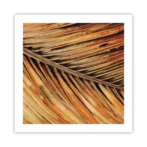 Affiche - Poster - Or de noix de coco - 50x50 cm