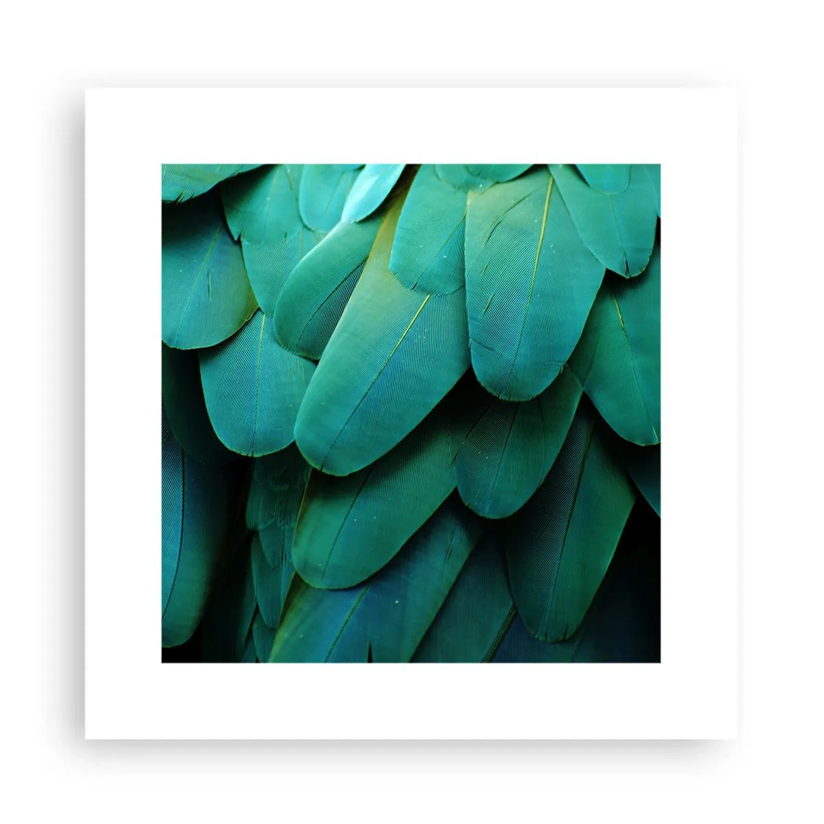 Affiche - Poster - Perfection de la nature du perroquet - 30x30 cm