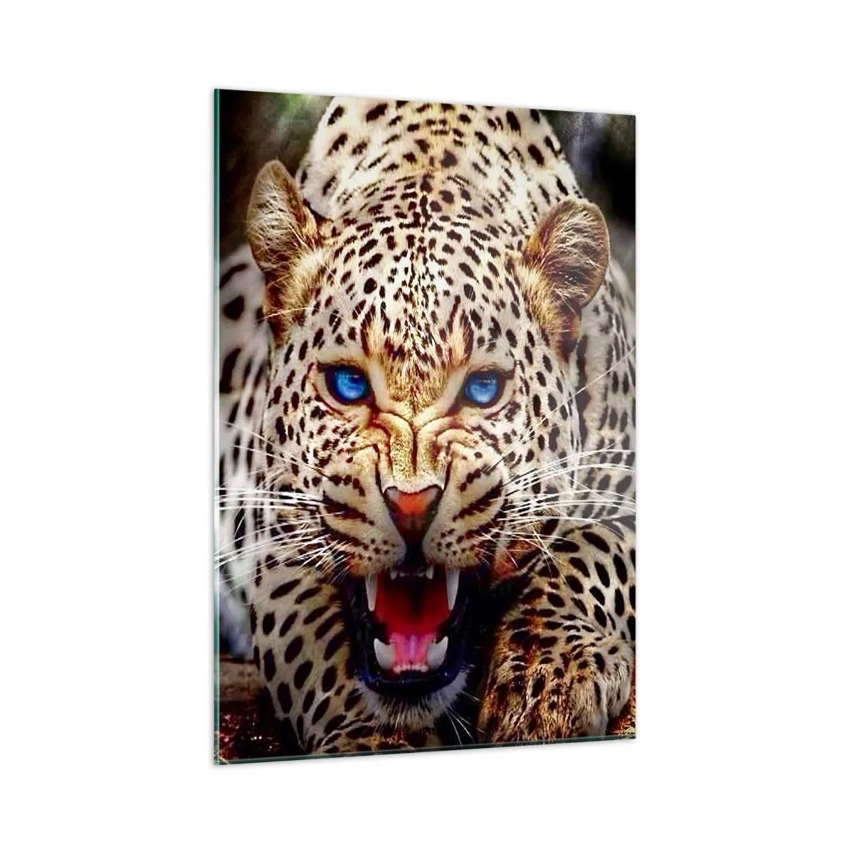 Impression sur verre - Image sur verre - Un léopard féroce aux yeux bleus dans la nature - 50x70cm - La colère de la beauté ne fait pas de mal - Décoration murale moderne pour le salon et la chambre ARTTOR