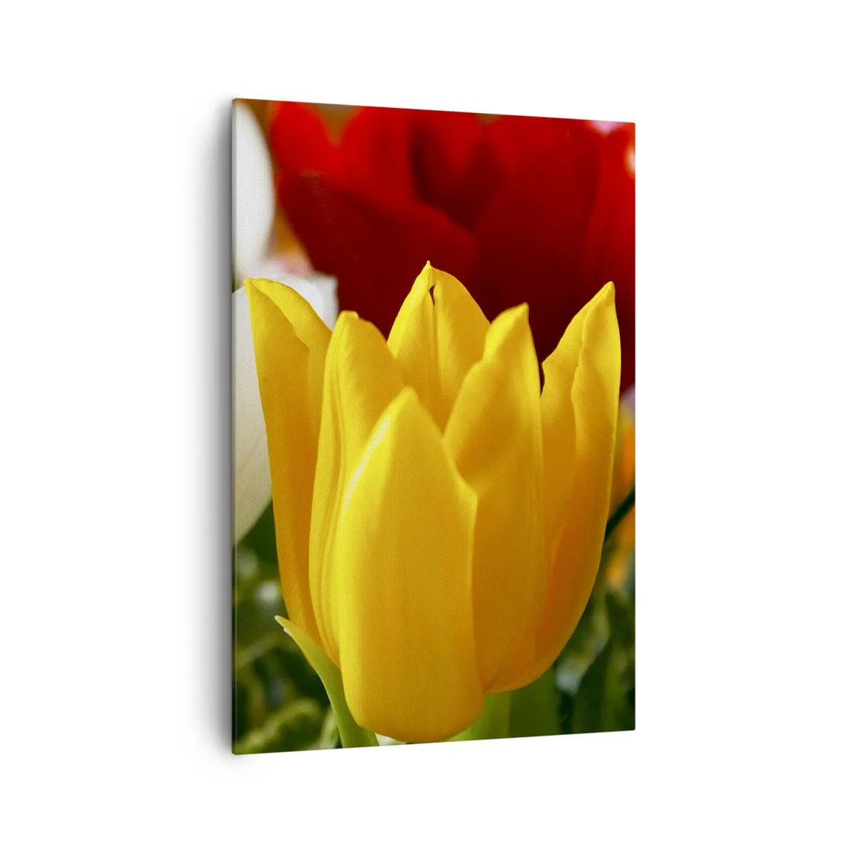 Impression sur toile - Image sur toile - Gros plan de tulipes colorées sur un fond printanier - 70x100cm - La fièvre des tulipes - Décoration murale moderne pour le salon et la chambre ARTTOR