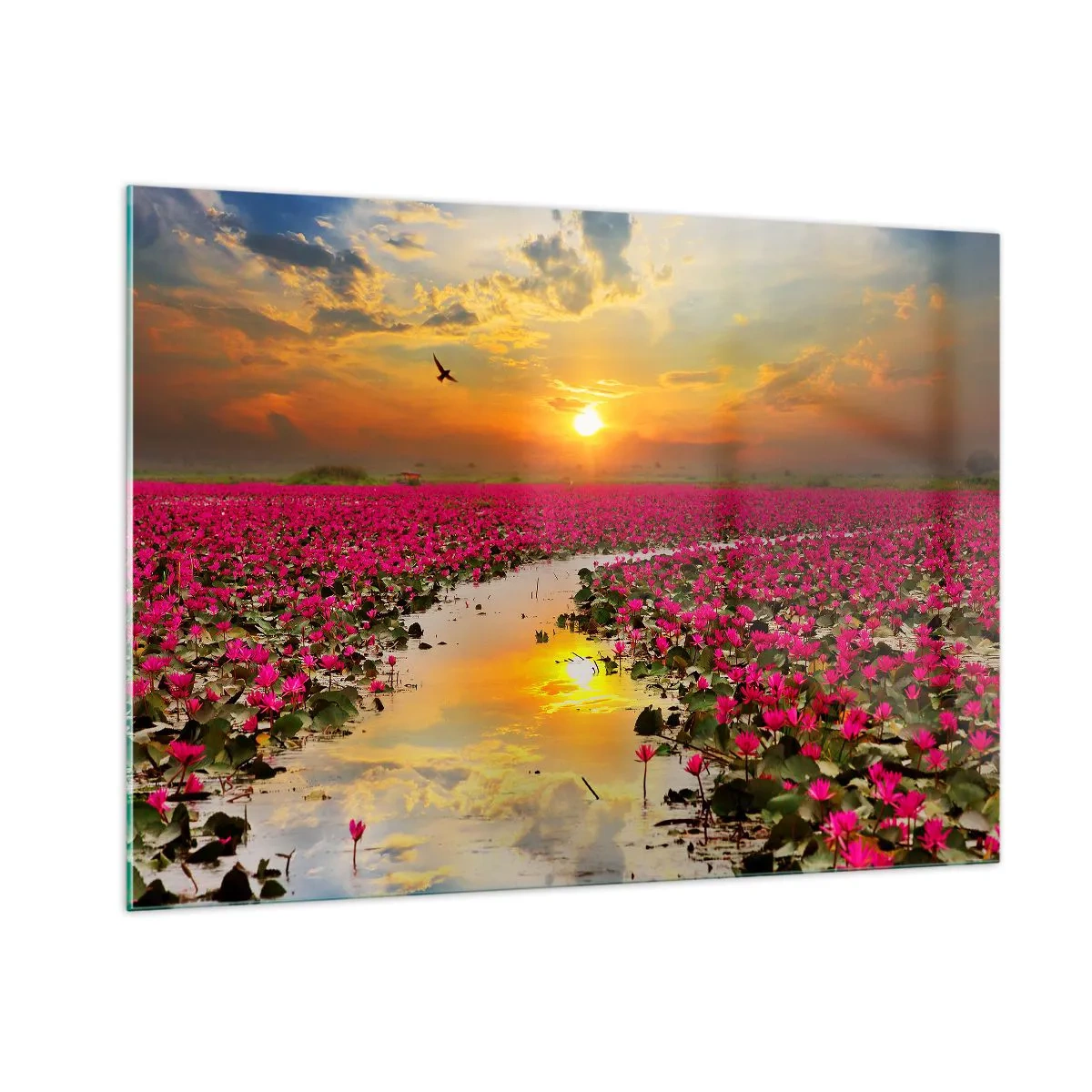Impression sur verre - Image sur verre - Nénuphars roses sur un lac au coucher du soleil - 100x70cm - La vie secrète du lac - Décoration murale moderne pour le salon et la chambre ARTTOR