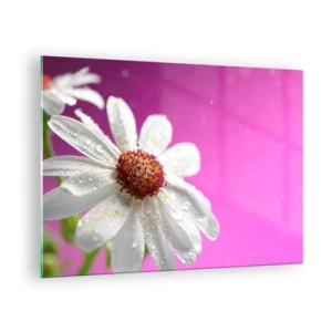 Impression sur verre - Image sur verre - Macrophotographie d'une fleur blanche avec des gouttes de rosée sur un fond rose - 70x50cm - Modeste dans sa beauté - Décoration murale moderne pour le salon et la chambre ARTTOR