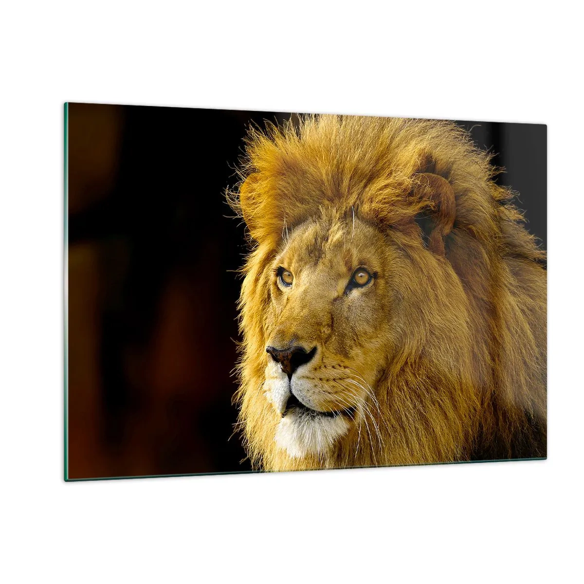 Impression sur verre - Image sur verre - Portrait d'un lion majestueux sur fond sombre - 120x80cm - Portrait de roi - Décoration murale moderne pour le salon et la chambre ARTTOR