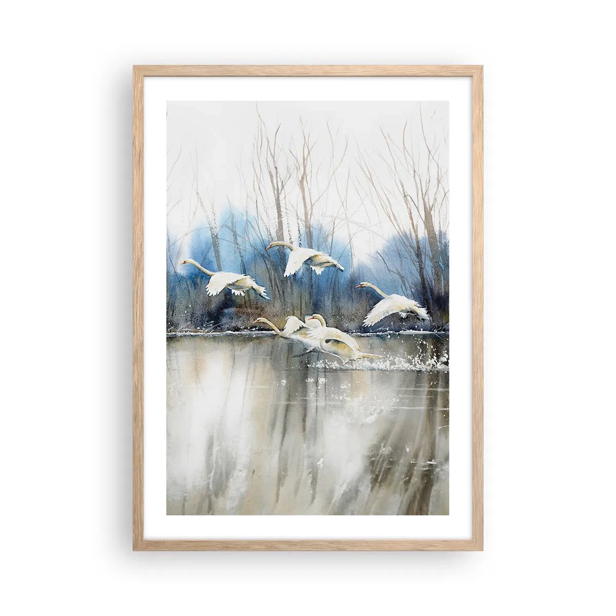 Affiche dans un chêne clair - Poster - Comme dans un conte de fées sur les cygnes sauvages - 50x70 cm