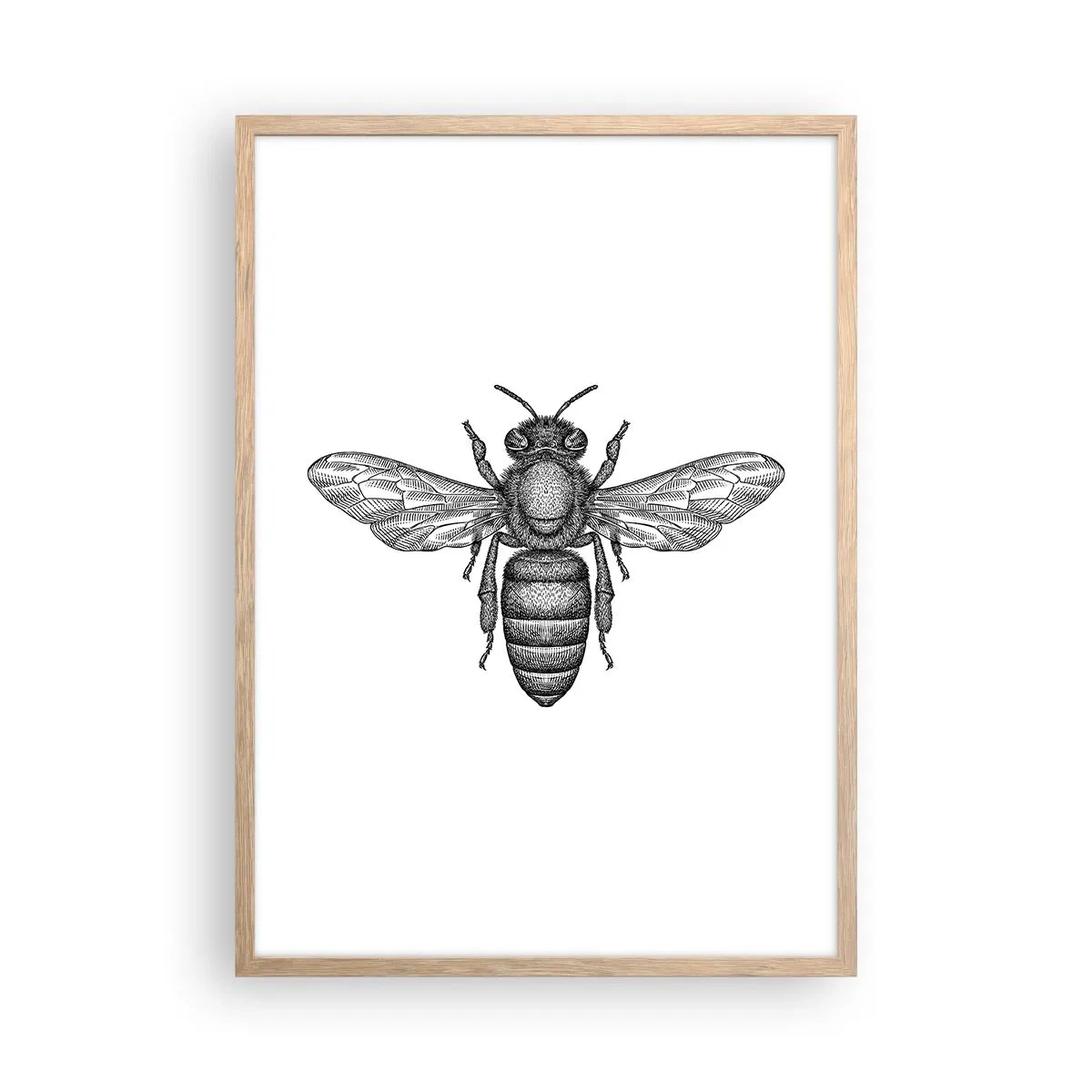 Affiche dans un chêne clair - Poster - Portrait d'insecte - 50x70 cm