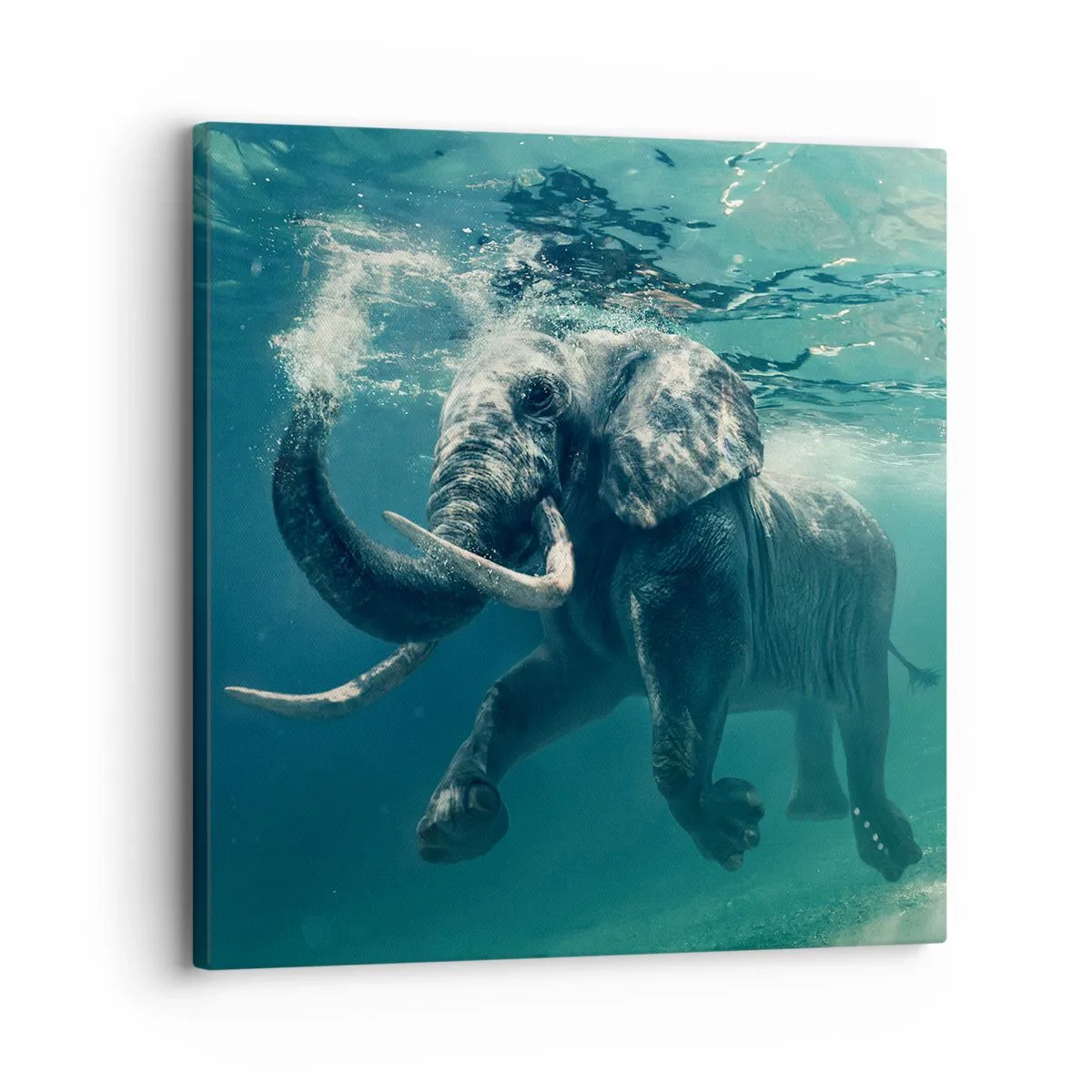 Impression sur toile - Image sur toile - Tout le monde aime nager - 30x30 cm