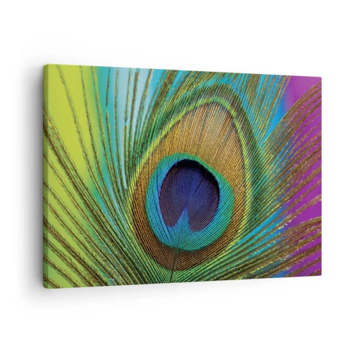 Impression sur toile - Image sur toile - Gros plan d'une plume de paon aux couleurs vives - 70x50cm - Les yeux dans les yeux - Décoration murale moderne pour le salon et la chambre ARTTOR