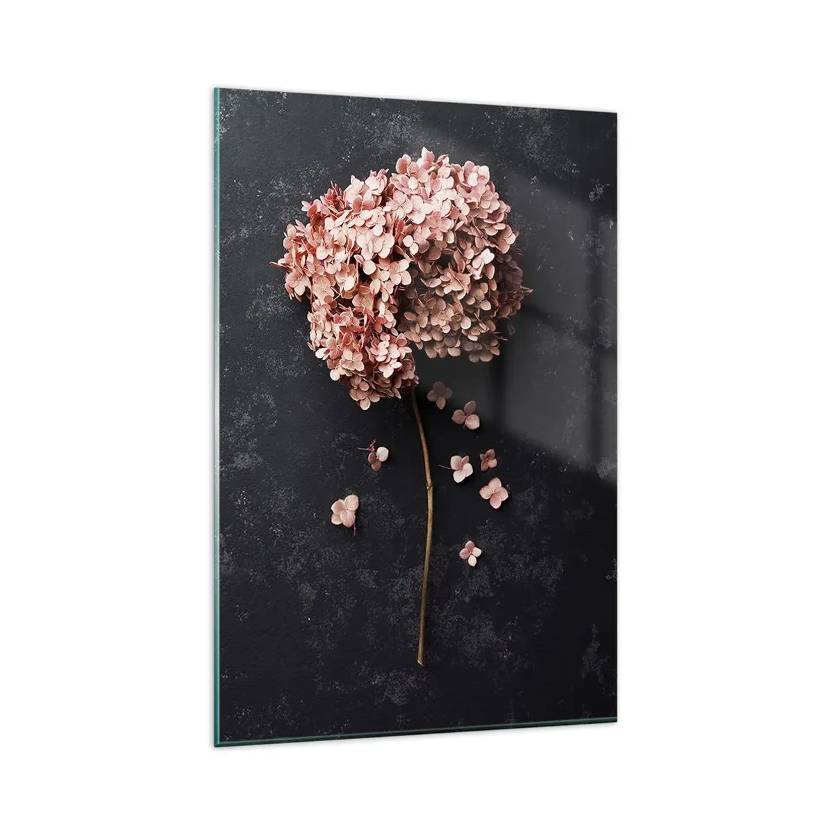 Impression sur verre - Image sur verre - Une délicate fleur d'hortensia sur un fond sombre - 80x120cm - Un signe vraiment romantique - Décoration murale moderne pour le salon et la chambre ARTTOR