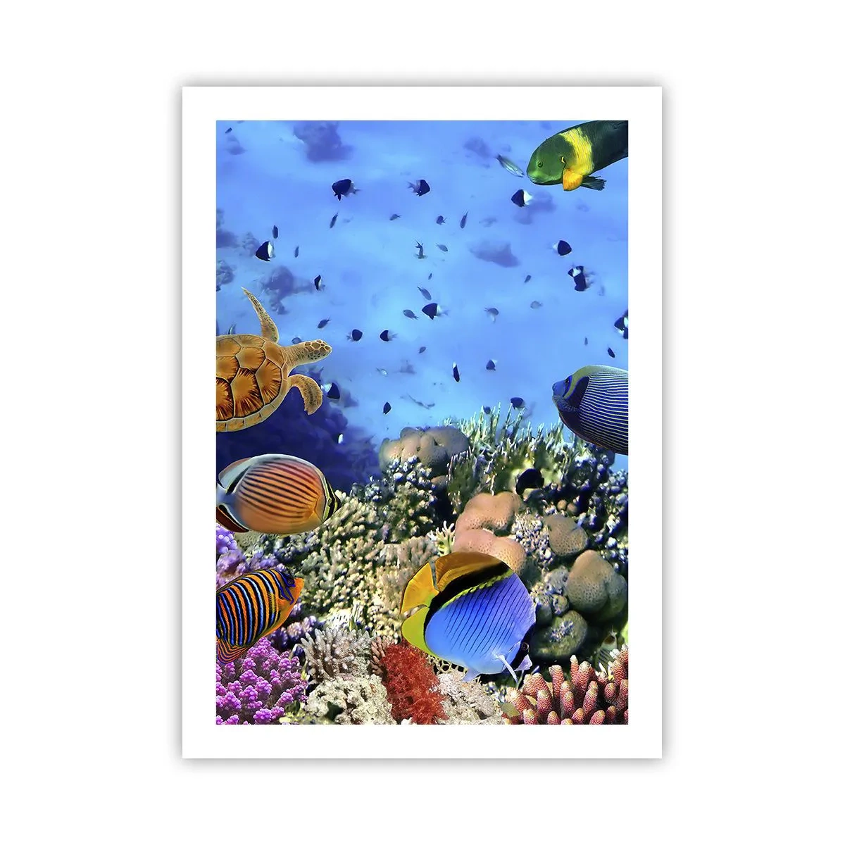 Affiche - Poster - Le monde sous-marin d'un récif corallien avec des poissons tropicaux - 50x70cm - Et que sait-on de la vie… - Décoration murale moderne pour le salon et la chambre ARTTOR